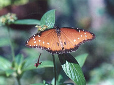 Schmetterling, natürliche Selektion